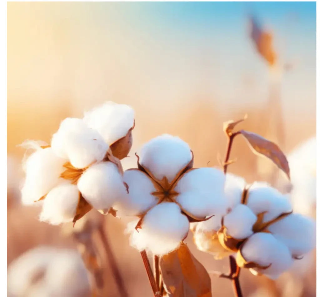 Sunlit organic cotton plants for Carity pad materials